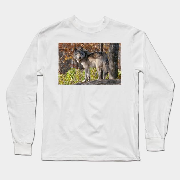 Timber Wolf Long Sleeve T-Shirt by jaydee1400